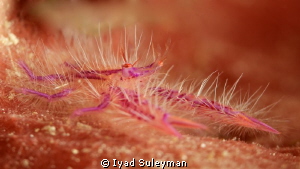 Hairy squat lobster
100mm + 10 SubSee by Iyad Suleyman 